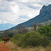 Eine Elefant im Ngulia Rhino Sanctuary.