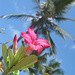 Zurück am Hotel am Diani Beach.