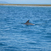Ein Delphin im Parque Nacional de Kisite-Mpunguti.