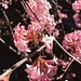 unbekannte filgrane Strauchblüten