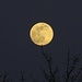 Sta notte alle 4.35 sarà la luna piena e una super luna