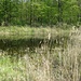 Ein Teich mit Schilfgras, kurz vor dem Horberloch-Wald.