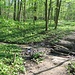 Der Horberloch-Wald ist ein feuchter Wald, worauf eine Endung "loch" oder "lach" schon hinweist. Darum wächst hier im Frühjahr viel Bärlauch.