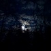 Aufstieg in dunkler Nacht. Der Mond gibt, ausserhalb des dichten Waldes schön sein schwaches Licht.