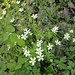 Blüten der Sternmiere mit fünf geteilten Blütenblättern. Im Vergleich dazu haben Anemonen, die auch zu dieser Zeit blühen, sechs ungeteilte Blütenblätter und sind etwas größer.