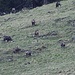 Chamois further up on the hillside.