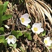 letzte hübsche Klee-Blümchen