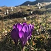 auch heute erfreuen uns wieder die Krokusse ...