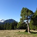gediegen dann wieder die Atmosphäre und Stimmung auf dem Stäldilimoos ...