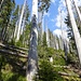 ... im auch käfergeschädigten Rüchiwald