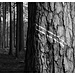 Obergefreiter Baum!
