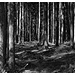 Waldweg