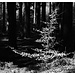 ein leuchtendes Licht im finsteren Wald