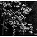 Blüten gehen auch in s/w