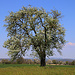 Blühender Birnbaum auf der Meelerhöchi zwischen Möhlin und Wallbach.