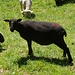 ♫♬♫ Black Sheep of the Family ♬♫♬<br />[https://www.youtube.com/watch?v=LgAljepm4QI]