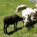 ♫♬♫ Black Sheep ♬♫♬<br />[https://www.youtube.com/watch?v=i0g9aNsZbiw]