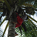 Ein Einheimischer holt uns eine frische Kokosnuss von der Palme.