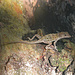 Eines der vielen Geckos.