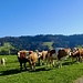 Weidende Kühe bei Vordergrossberg.