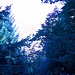 Stiller Wald