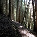 Stille Pfade