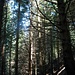 Stille Pfade