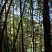 Stille Bäume