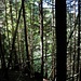 Stille Pfade