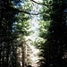 Wege ins Licht 