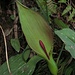 Aronstab, Arum maculatum

