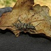 Cerambycidae (Bockkäfer)