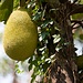 Eine saftige Frucht in Munnar, Kerala.