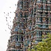 Ein Vogelschwarm am nördlichen Gopuram.