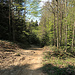 Bike Weg durch den Wald von Unterbilchen (Fünfländerblick) nach Goldach