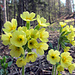 Wald-Schlüsselblumen.