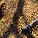 Unterhalb der Sunneweid treffen wir im Wald auf eine riesige Höhlenlandschaft von Dachs und/oder Fuchs. Ganze sieben Eingänge wurden innerhalb 10 Quadratmeter gebuddelt