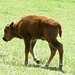 Bison-Kalb, erst drei Tage alt