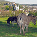 Schöne Esel vor Aarburg.