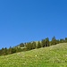 Alpweiden oberhalb Arhölzli.