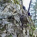 Wegpassage im Aufstieg zum Gitzitritt. Artus ist schon vorgegangen.