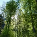 Im Wald oberhalb Buggenried.