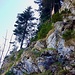 Wegpassage im Aufstieg zum Gitzitritt.