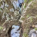 Wegpassage im Aufstieg zum Gitzitritt. Meine Mitgängerin Carla kommt nach.