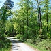 Durch den Wald geht es in Richtung Waldhof