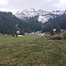 Alp Unter Vermii zwei Wochen später am 25.4.2020: Aller Schnee ist weg, Tausende von Krokus sind erwacht