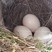 <b>Scorgo un nido di codirosso spazzacamino contenente 5 uova; non posso fare a meno di fotografarlo. 
<img src="http://f.hikr.org/files/3133276k.jpg" /></b>