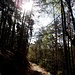 ...den schönen Waldweg hinauf. 