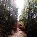 Der schöne, schmale Weg wendet sich kurz talwärts, dann stößt man auf einen breiteren Weg, der vom Burgfelsen der Burg Spangenberg herüberkommt. Diesem Weg folgt man nun nach links. 