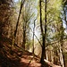 Im Wald geht's hinauf.